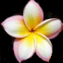 frangipani.png