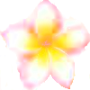 frangipani_.png